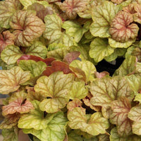 Heuchera Champagne