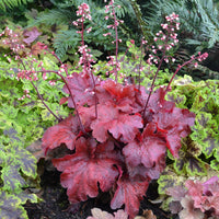 Heuchera Fire Alarm - Ladybird Nursery