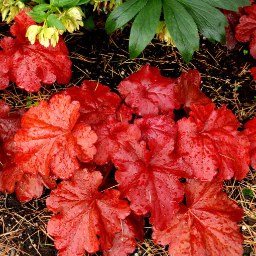 Heuchera Fire Alarm
