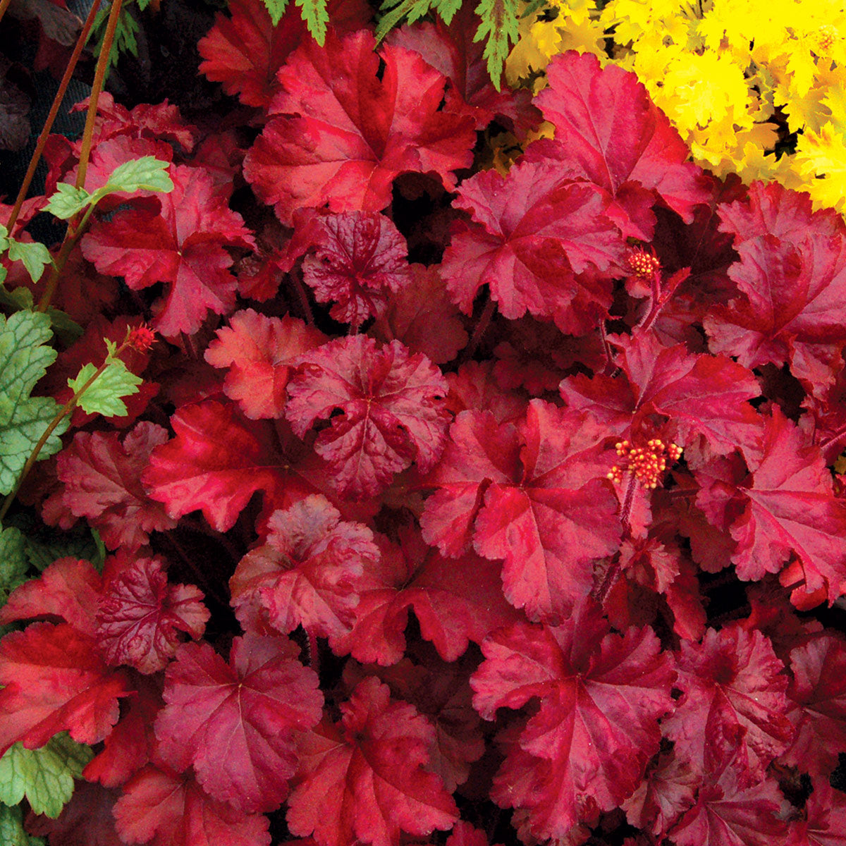 Heuchera Fire Chief