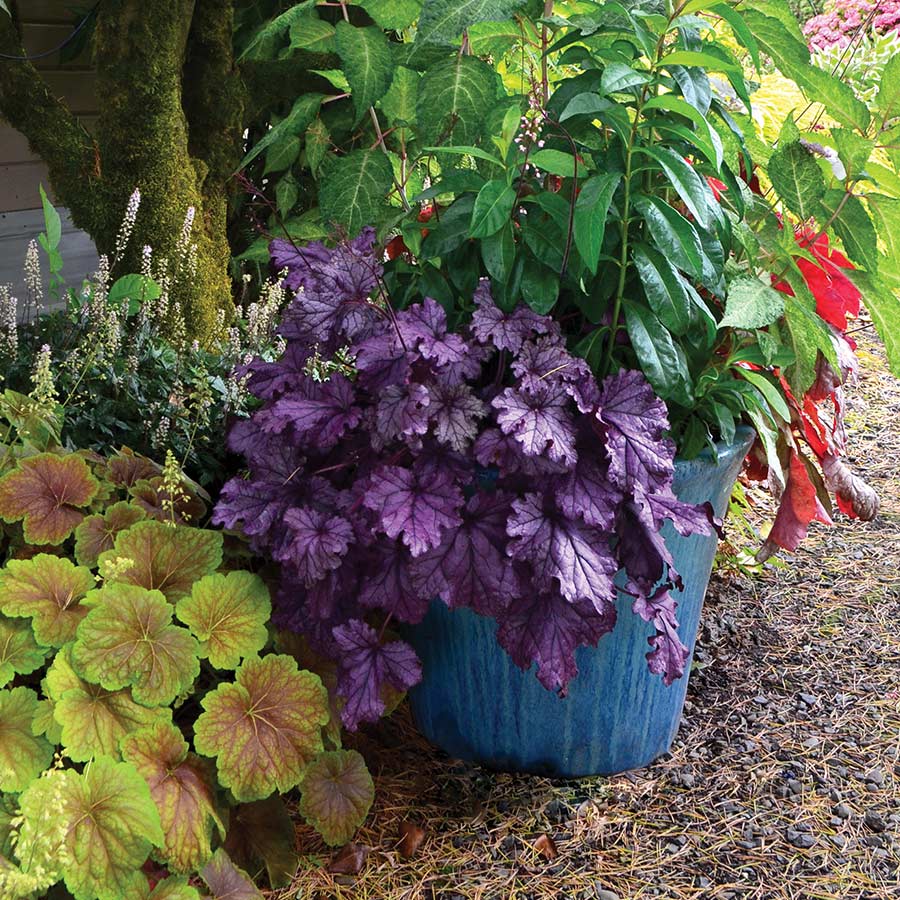 Heuchera Forever Purple - Ladybird Nursery
