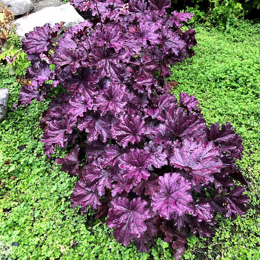Heuchera Forever Purple
