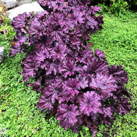Heuchera Forever Purple - Ladybird Nursery