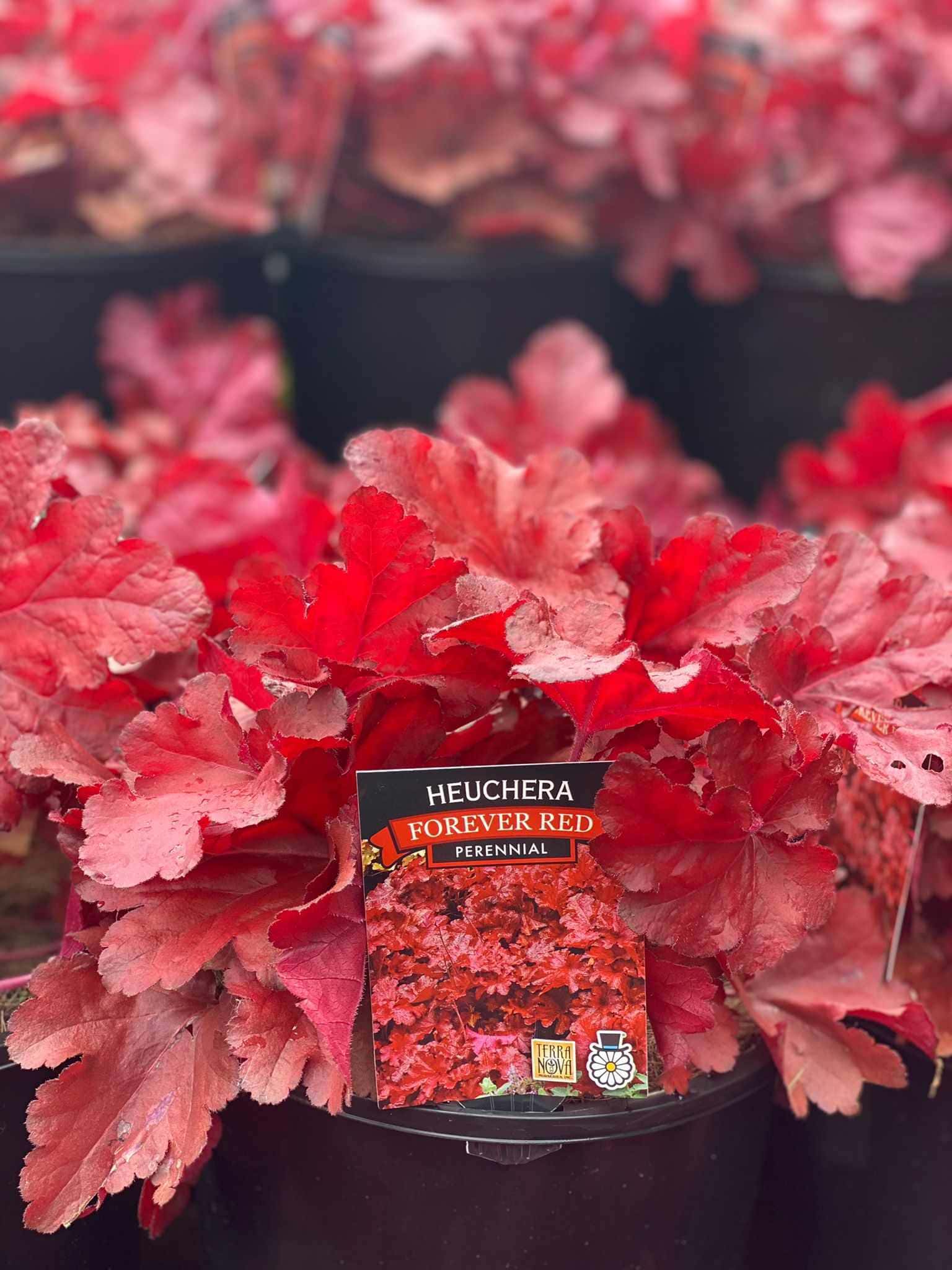 Heuchera 'Forever Red' - Medium