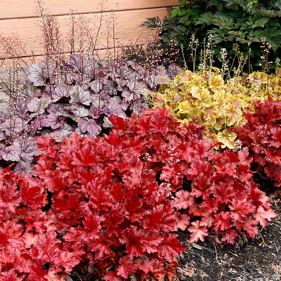 Heuchera 'Forever Red'