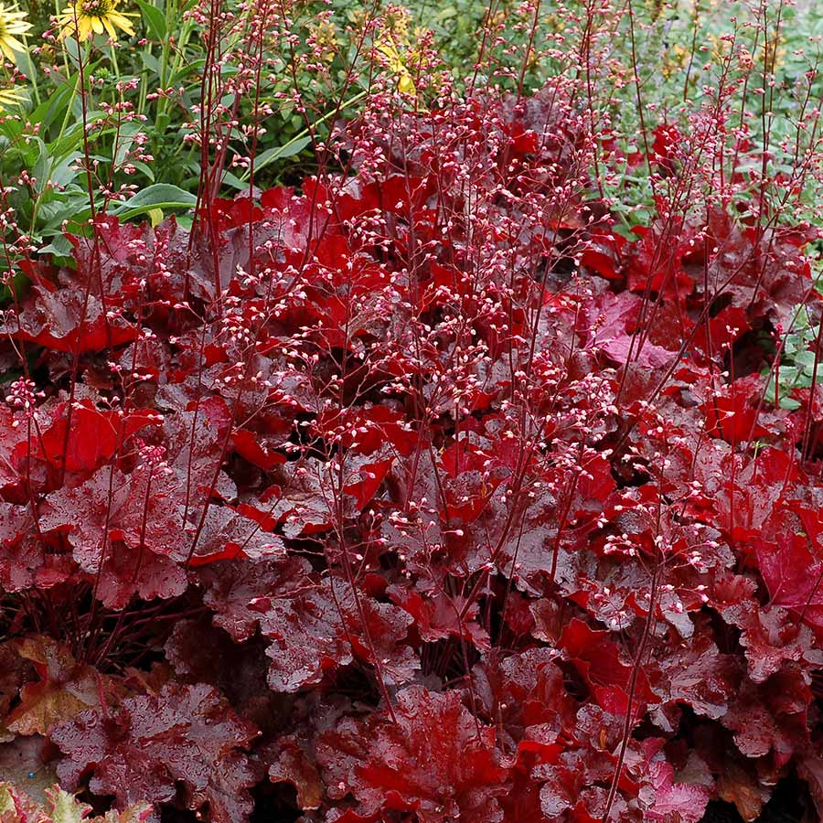Heuchera 'Forever Red' - Ladybird Nursery