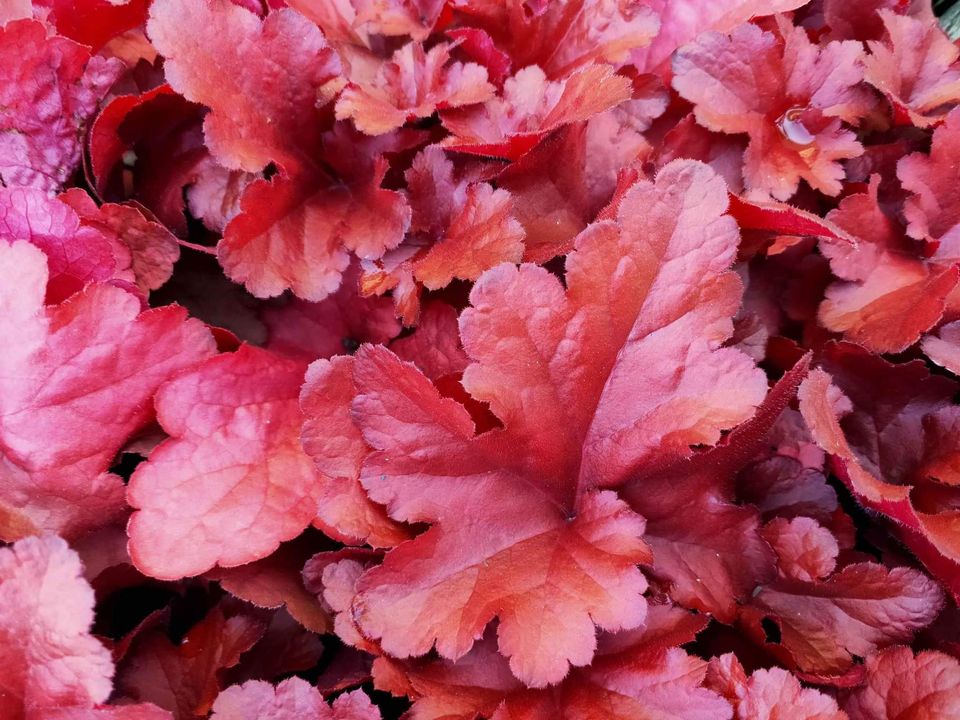 Heuchera 'Forever Red' - Medium