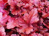 Heuchera 'Forever Red' - Medium