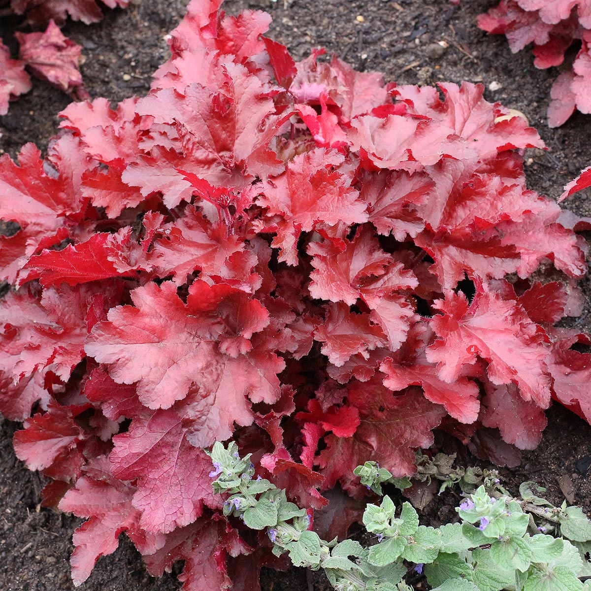 Heuchera 'Forever Red'