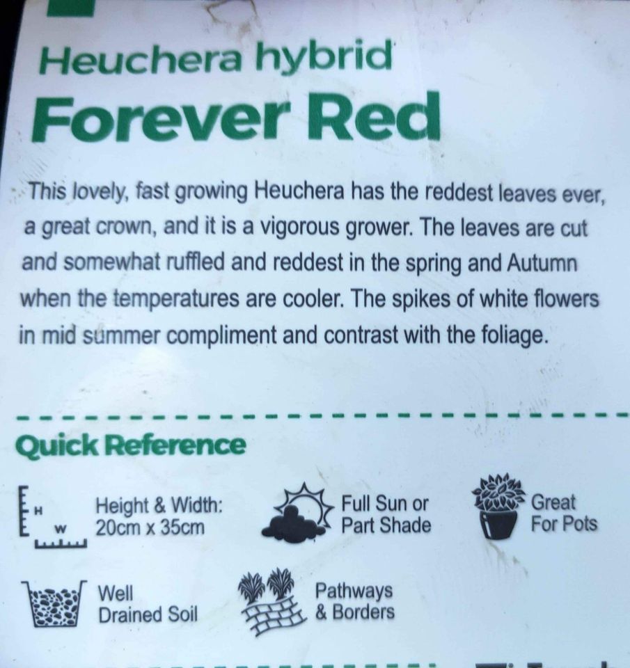 Heuchera 'Forever Red' - Medium