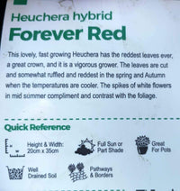 Heuchera 'Forever Red' - Medium