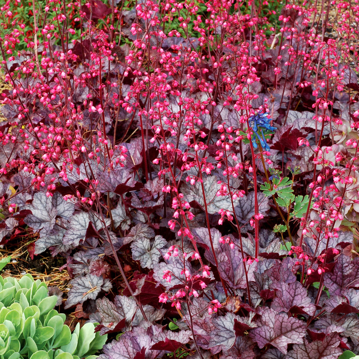 Heuchera Glitter
