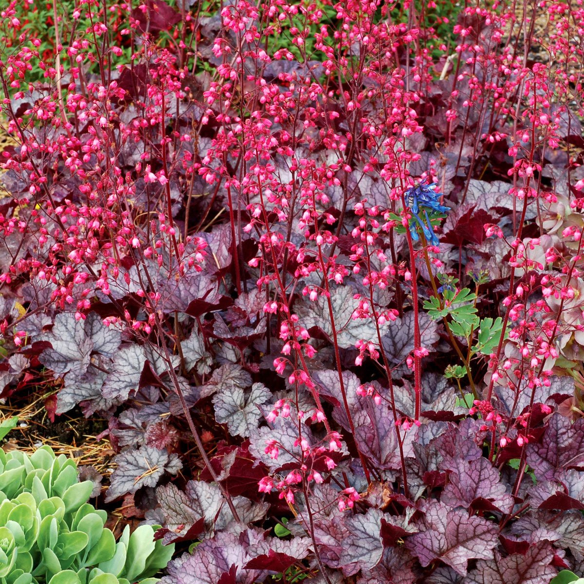 Heuchera Glitter - Ladybird Nursery