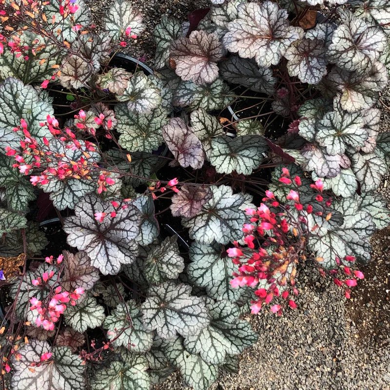 Heuchera Glitter - Ladybird Nursery