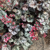 Heuchera Glitter