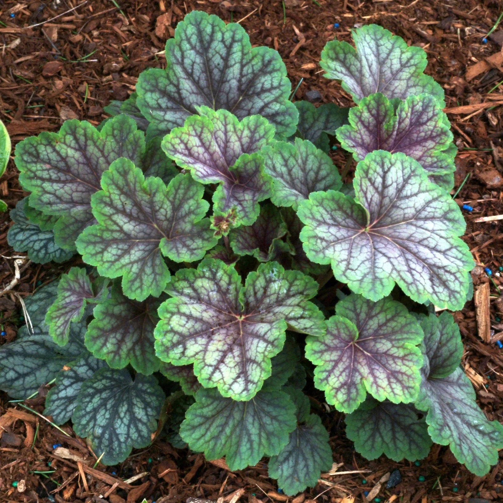 Heuchera Peppermint Spice