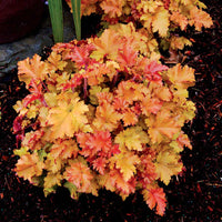 Heuchera Marmalade