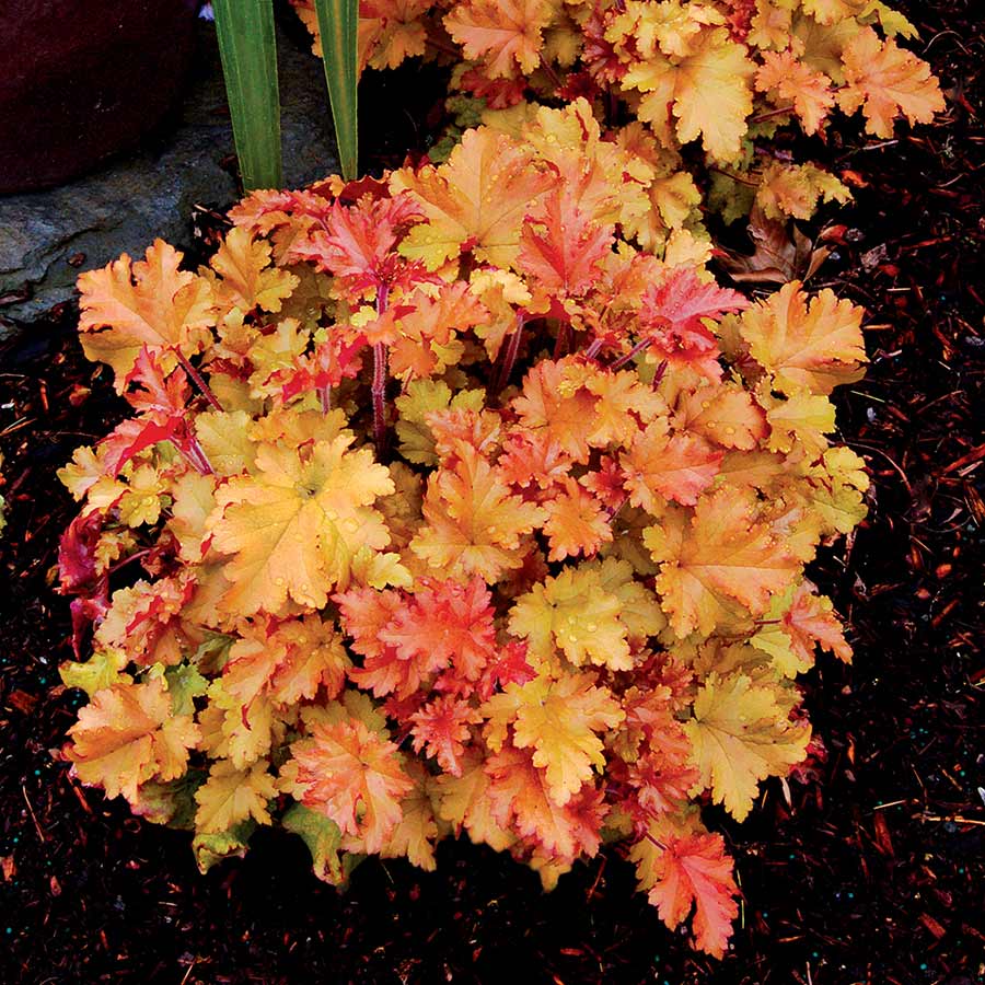 Heuchera Marmalade - Ladybird Nursery