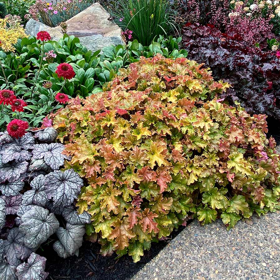 Heuchera Marmalade