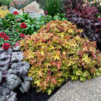 Heuchera Marmalade - Ladybird Nursery
