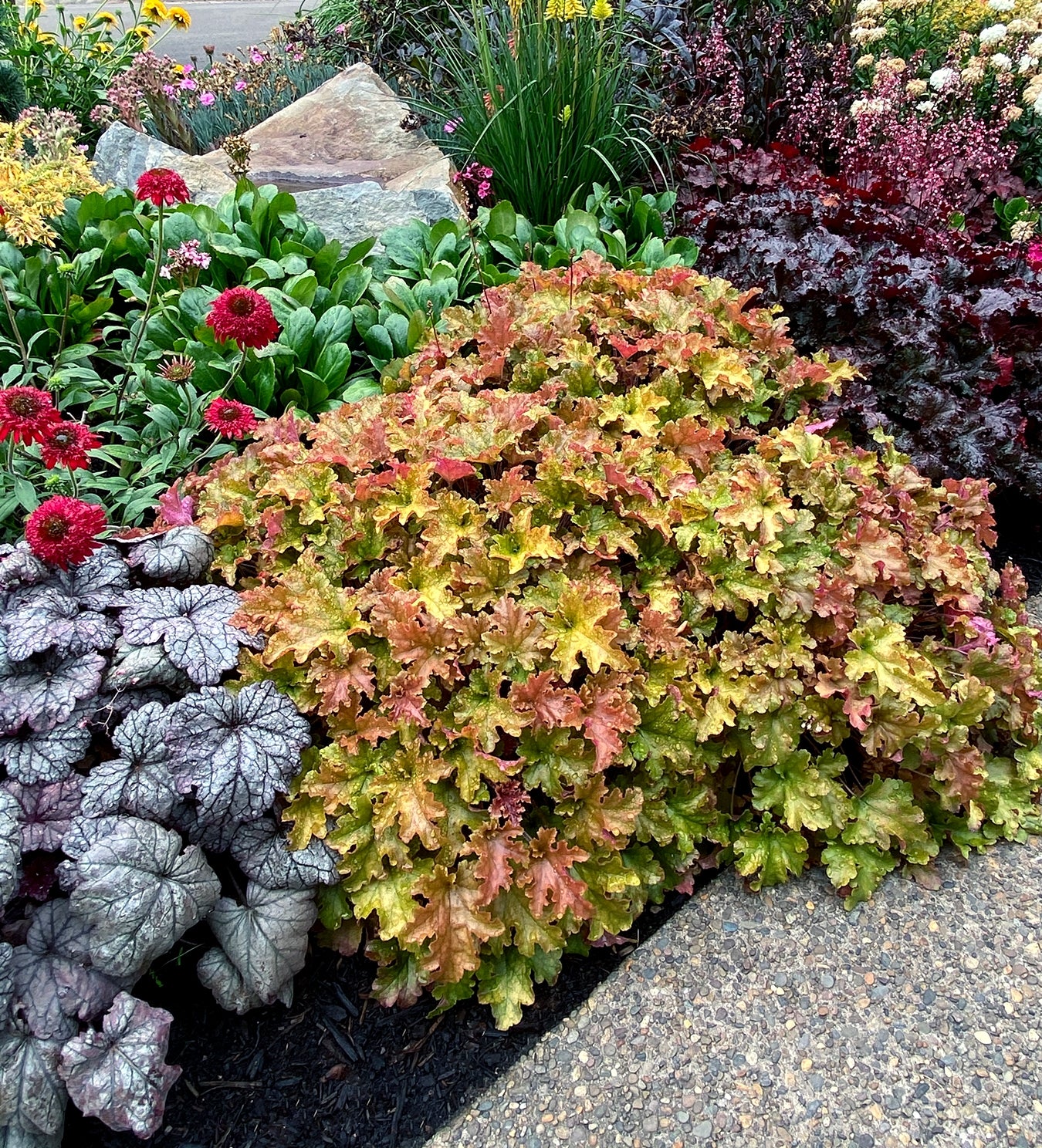 Heuchera Marmalade (Heuchera sanguinea) - Ladybird Nursery