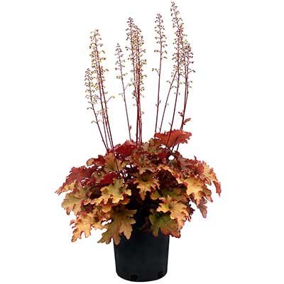 Heuchera Marmalade (Heuchera sanguinea) - Ladybird Nursery