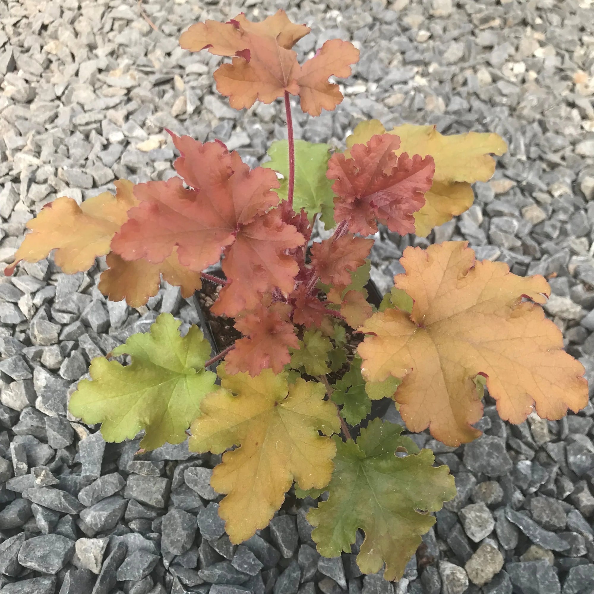 Heuchera Marmalade (Heuchera sanguinea) - Ladybird Nursery