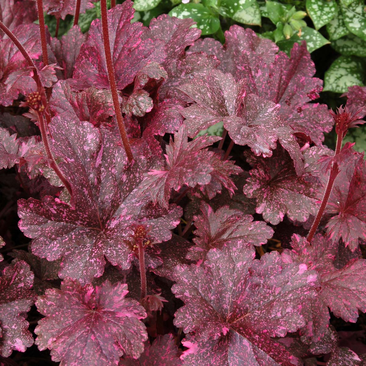Heuchera Midnight Rose