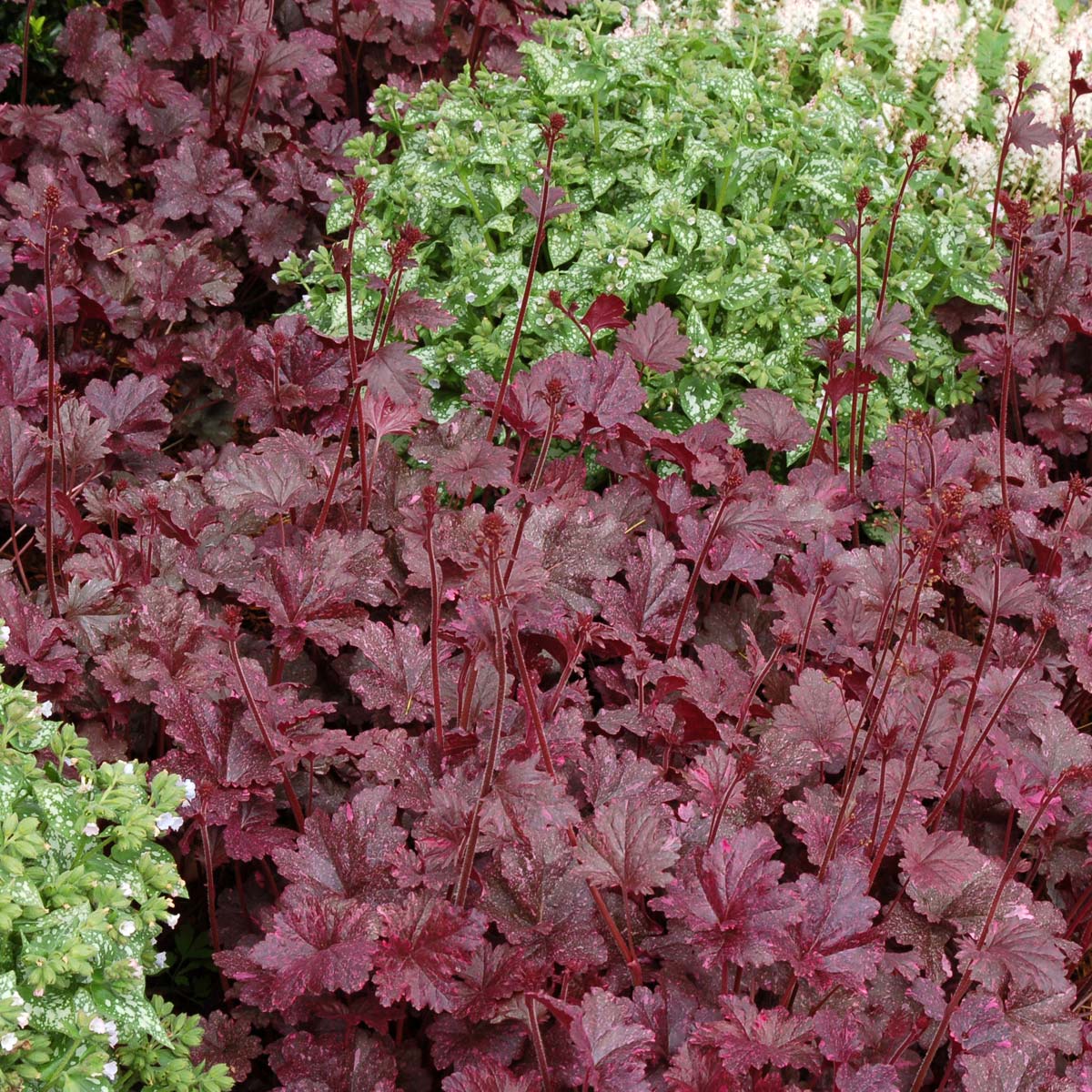 Heuchera Midnight Rose
