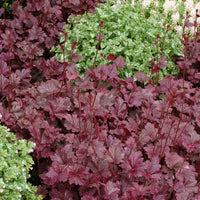 Heuchera Midnight Rose - Ladybird Nursery