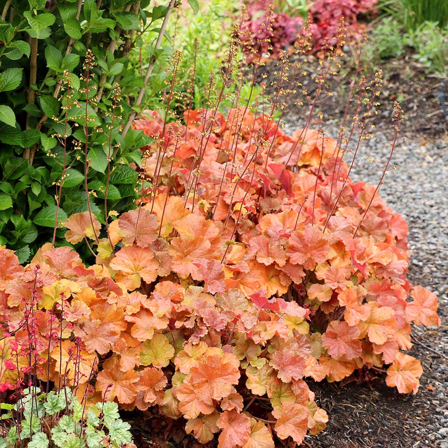 Heuchera Northern Exposure - Ladybird Nursery