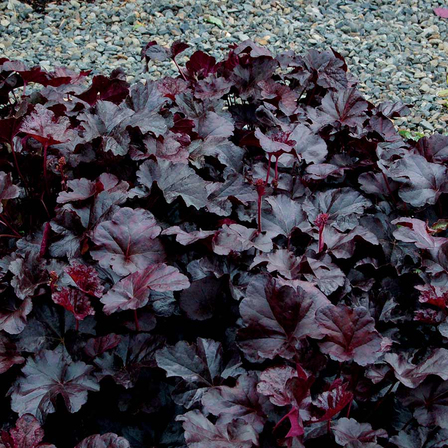Heuchera Obsidian