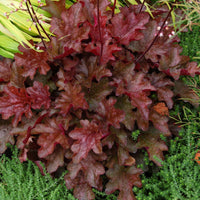 Heuchera Peach Flambe Tissue culture - Ladybird Nursery