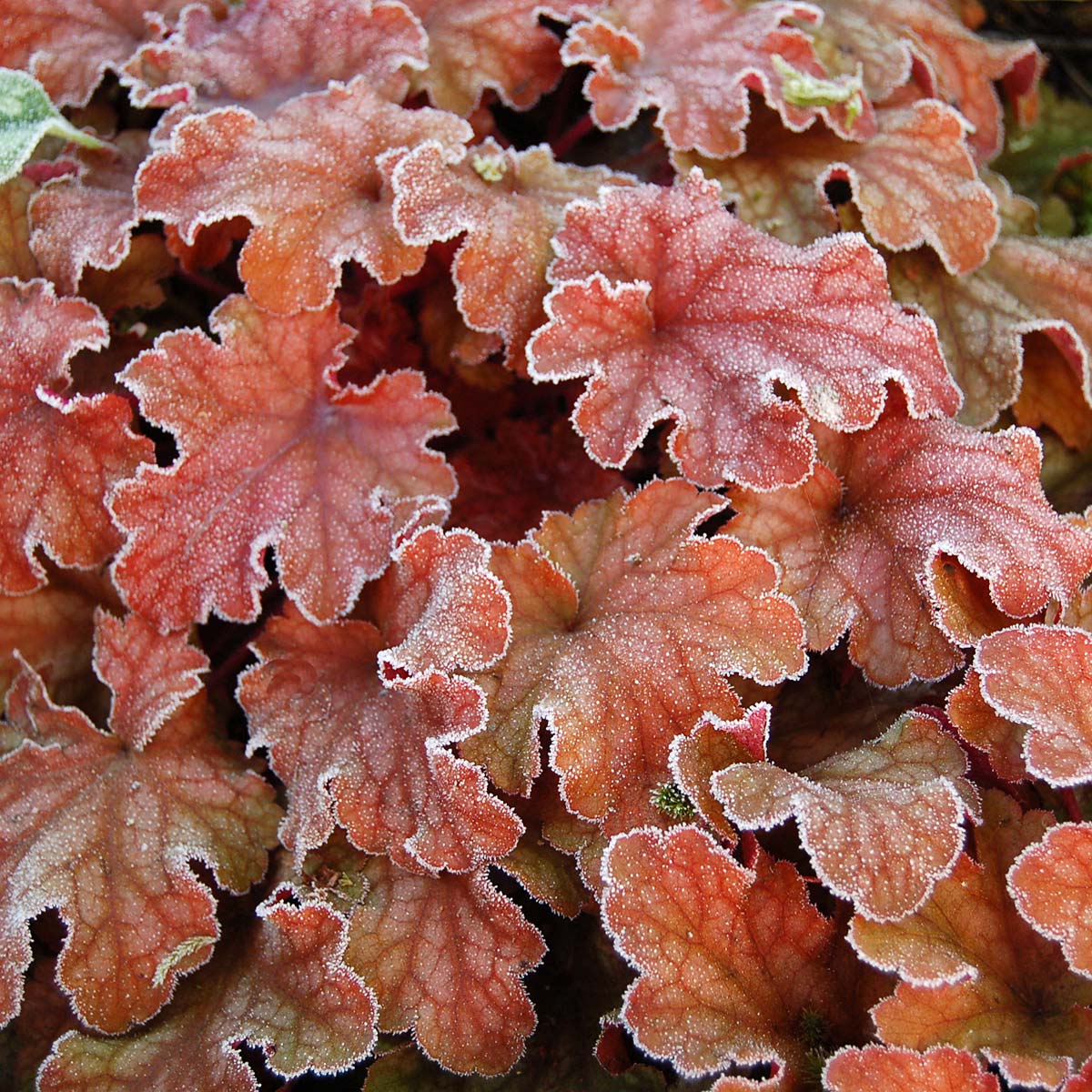 Heuchera Peach Flambe Tissue culture