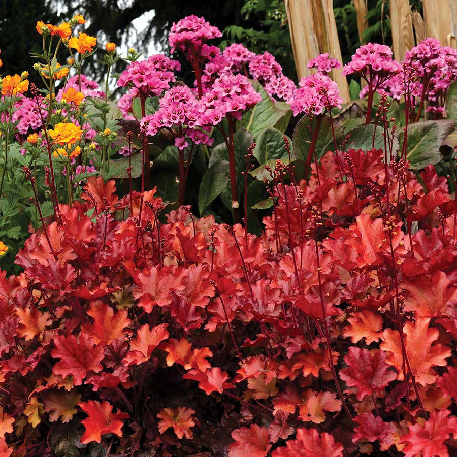 Heuchera Peach Flambe - Ladybird Nursery