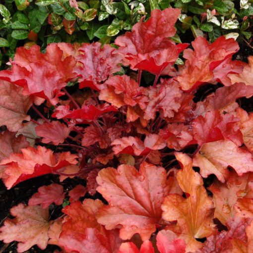 Heuchera Peach Flambe