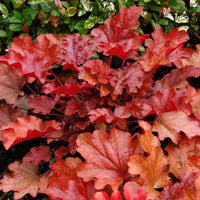 Heuchera Peach Flambe Tissue culture - Ladybird Nursery