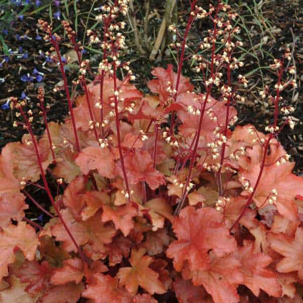 Heuchera Peach Flambe