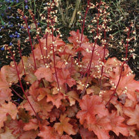 Heuchera Peach Flambe