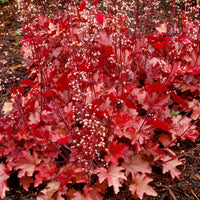 Heuchera Peach Flambe - Ladybird Nursery