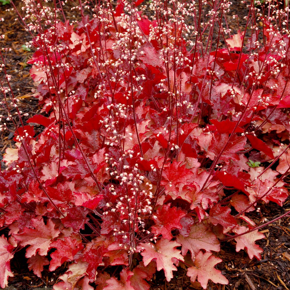 Heuchera Peach Flambe - Ladybird Nursery