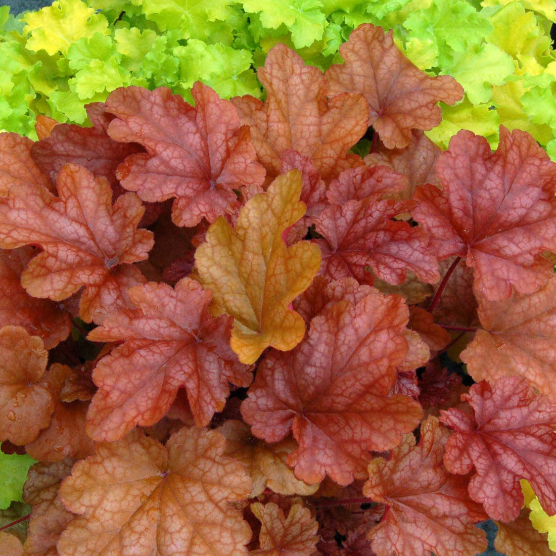 Heuchera Peach Flambe Tissue culture - Ladybird Nursery
