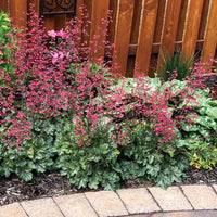 Heuchera Peppermint Spice