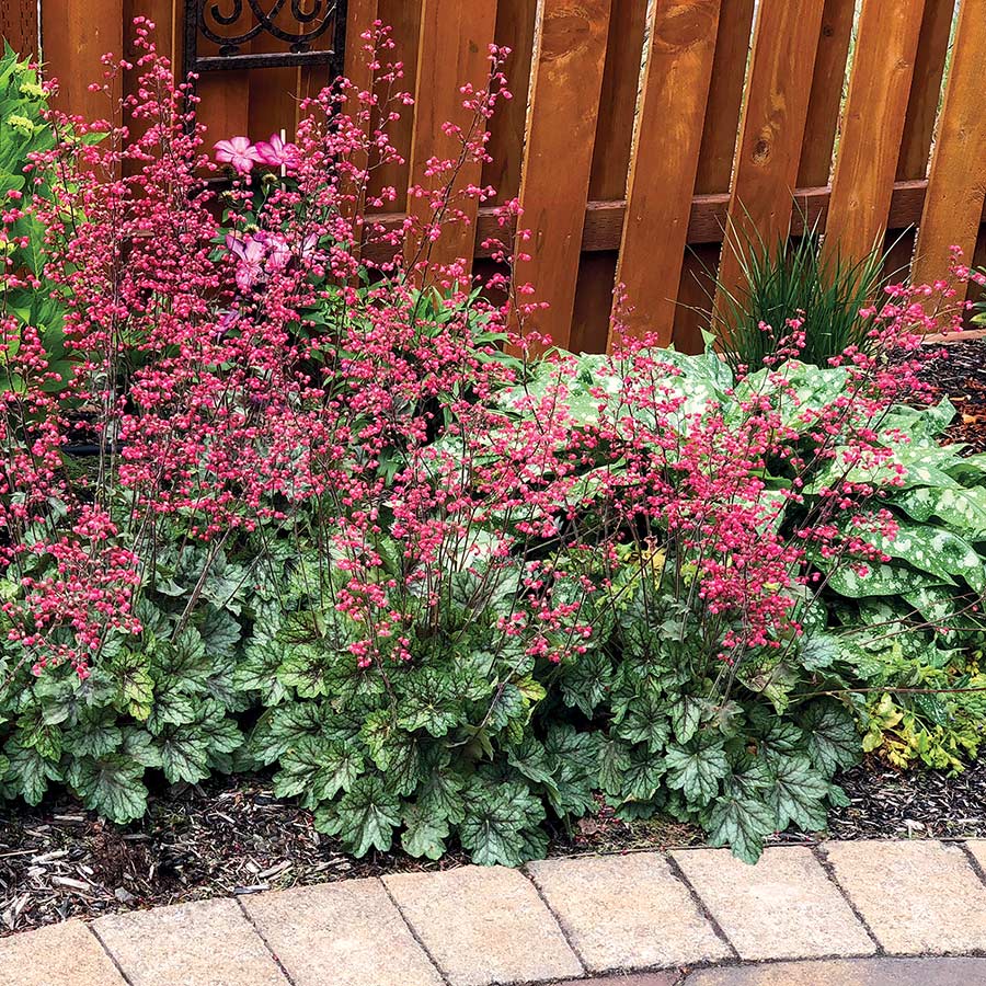 Heuchera Peppermint Spice - Ladybird Nursery