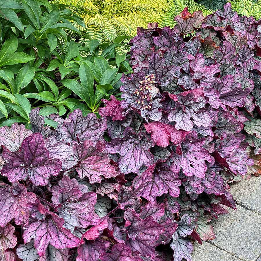 Heuchera Spellbound - Ladybird Nursery