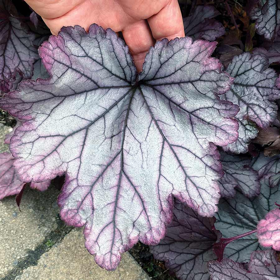 Heuchera Spellbound - Ladybird Nursery
