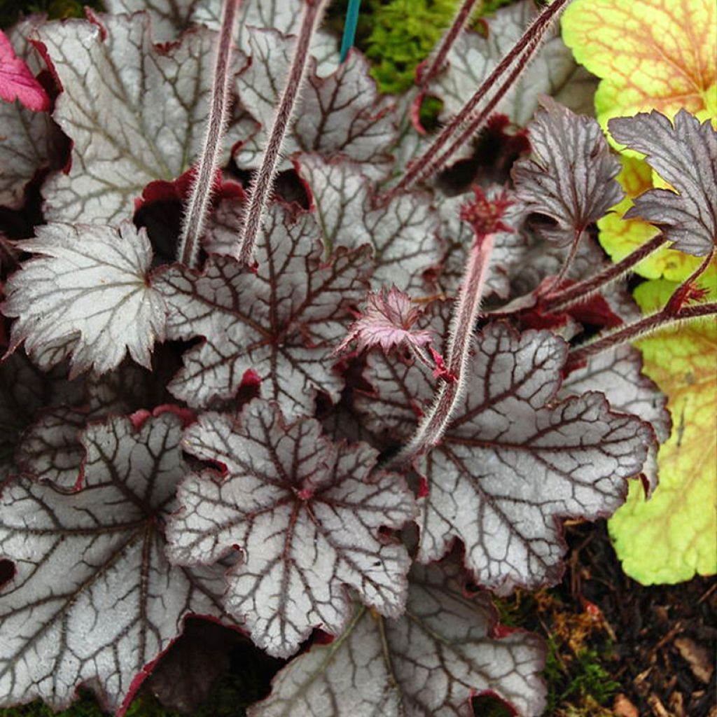 Heuchera Spellbound - Ladybird Nursery