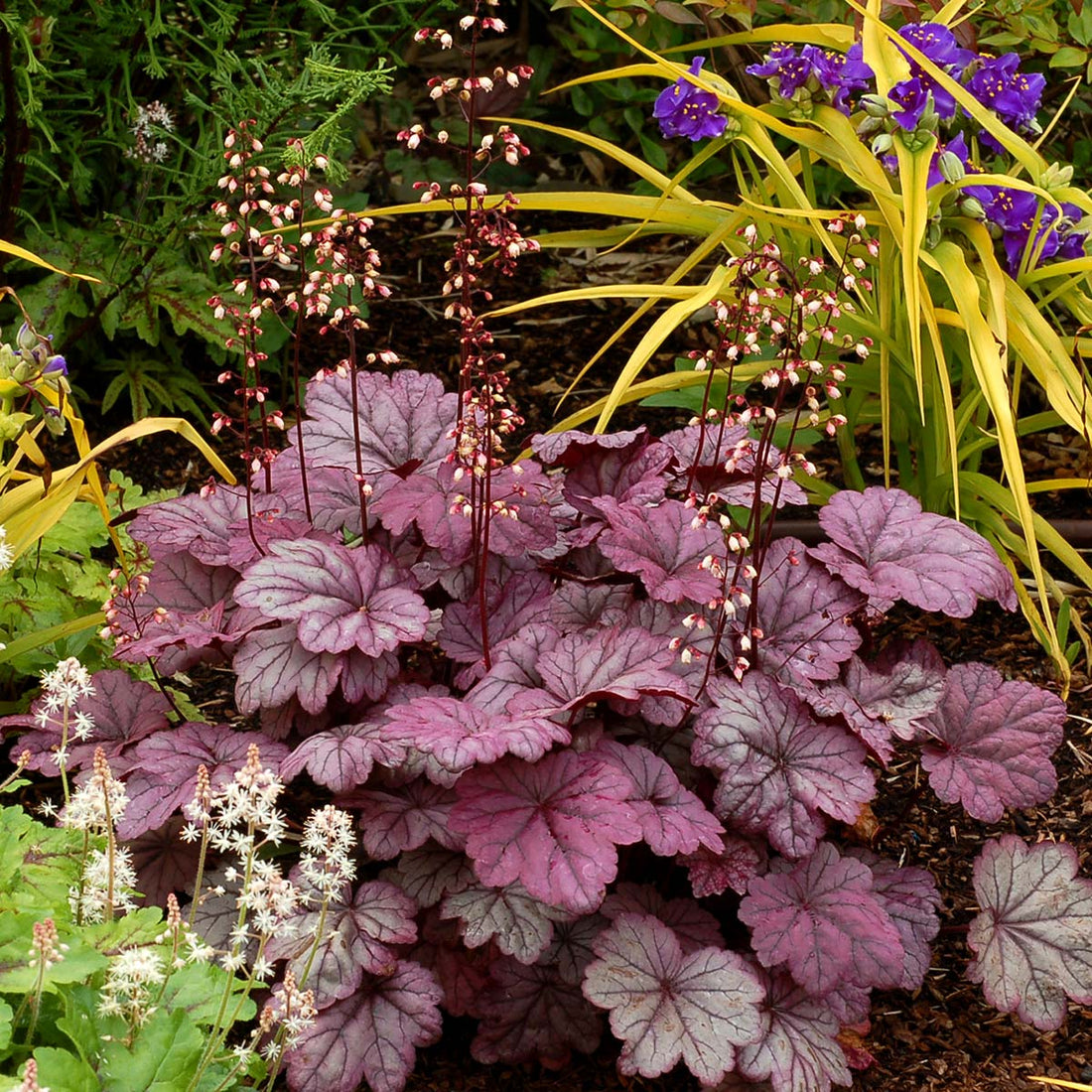 Heuchera Sugar Plum (Heuchera) - Ladybird Nursery
