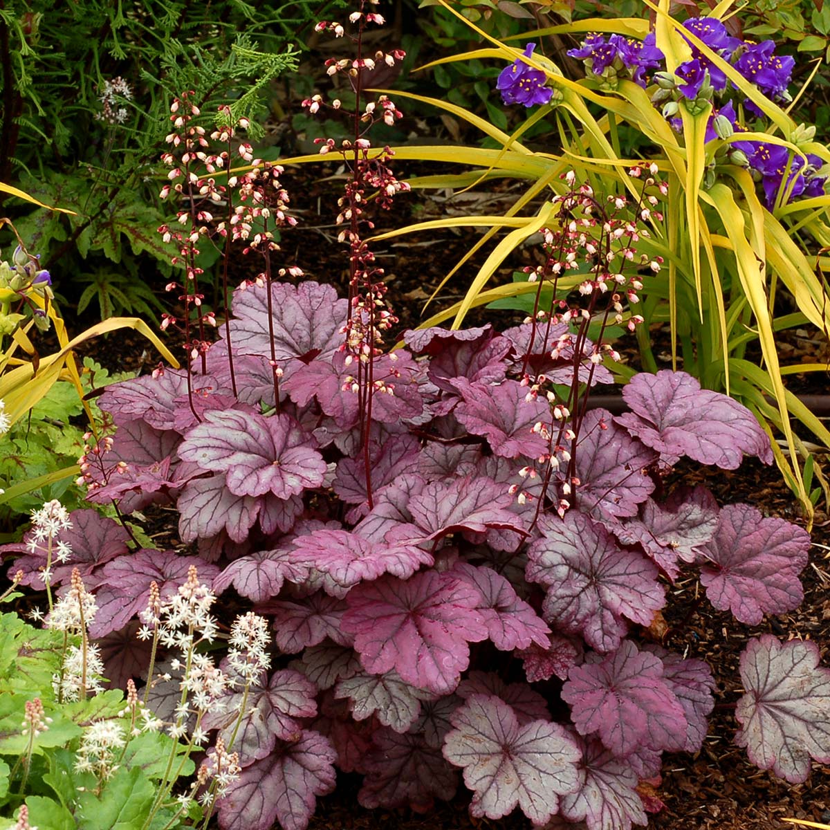 Heuchera Sugar Plum (Heuchera) - Ladybird Nursery