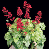 Heuchera Tokyo
